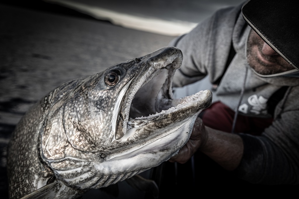 Tazin Lake Lodge - Lake trout